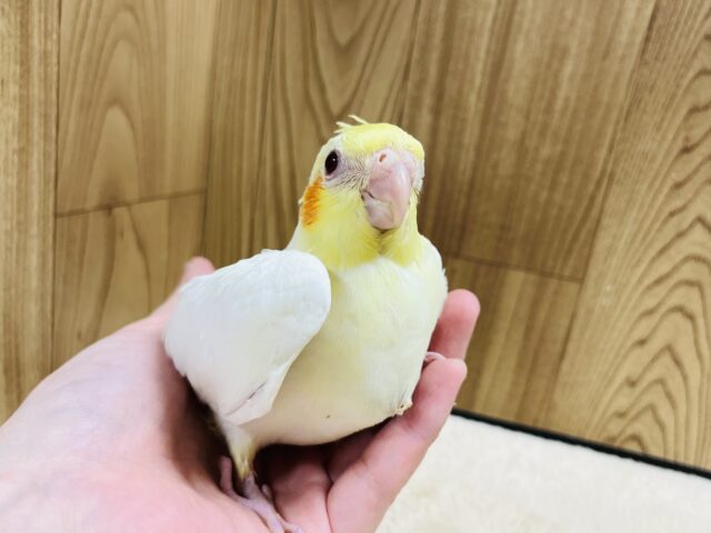 オカメインコ