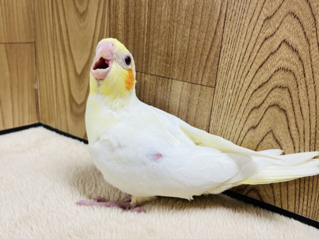 オカメインコ