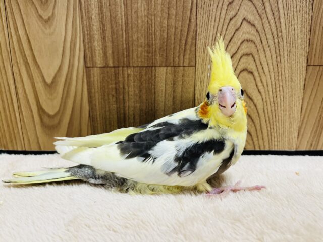 オカメインコ