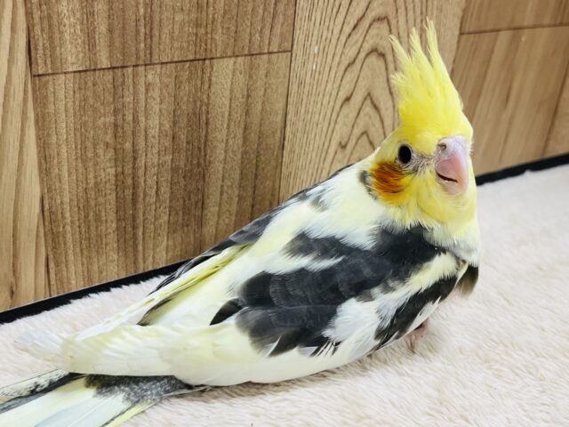 オカメインコ