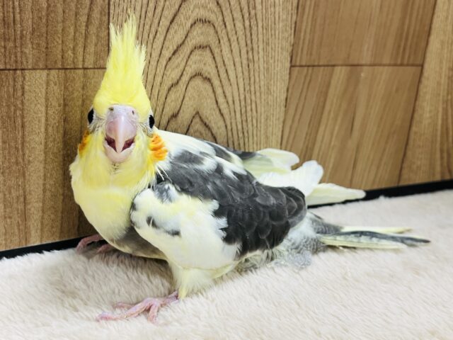 オカメインコ