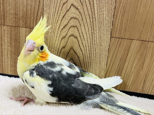 オカメインコ