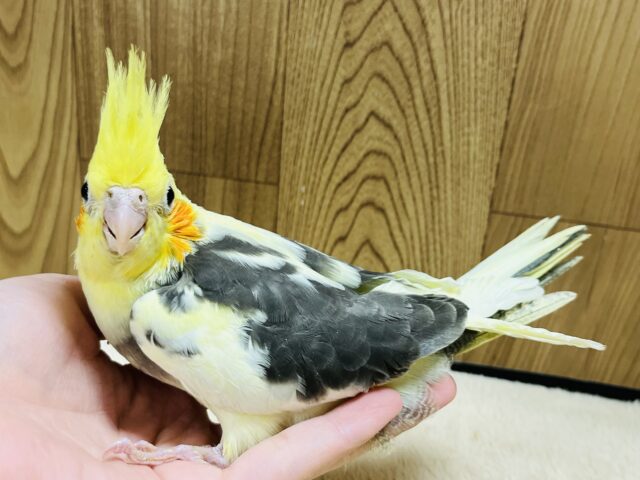 オカメインコ
