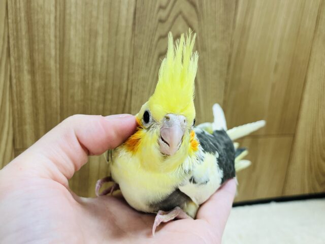 オカメインコ