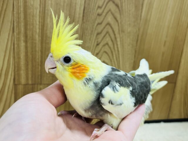 オカメインコ