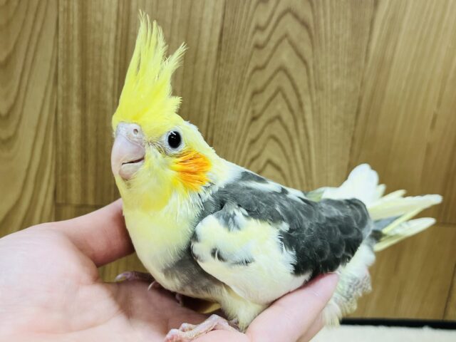 オカメインコ