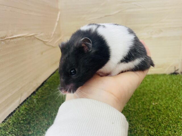 ゴールデンハムスター