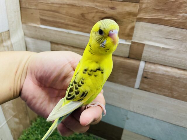 セキセイインコ
