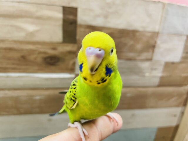 セキセイインコ