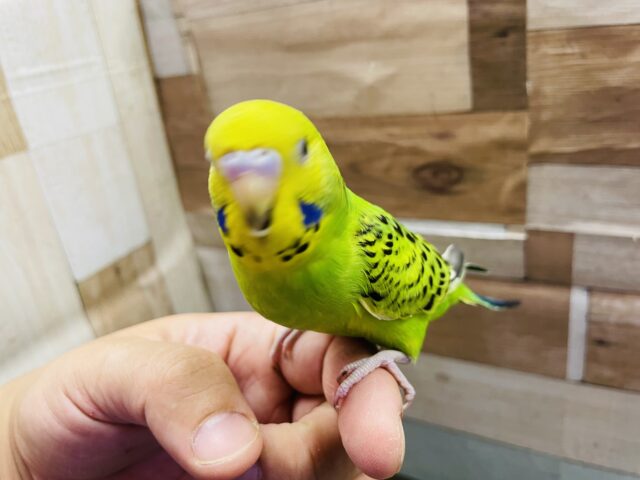 セキセイインコ