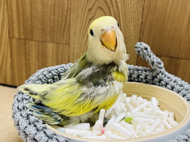 コザクラインコ（小桜インコ）
