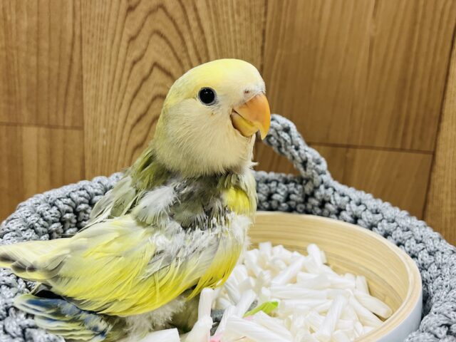コザクラインコ（小桜インコ）