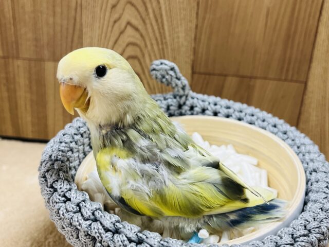 コザクラインコ（小桜インコ）