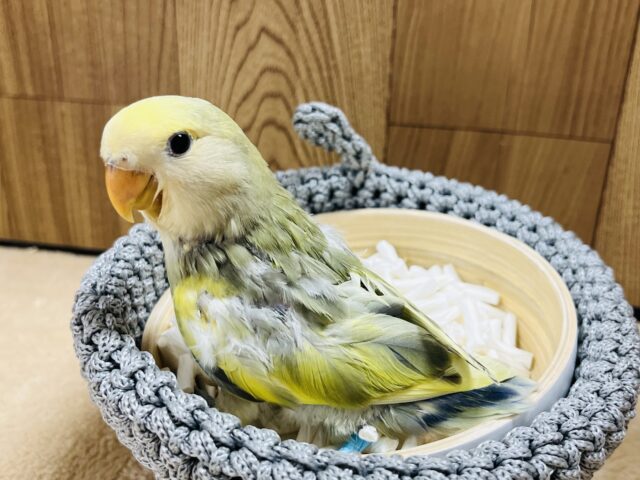 コザクラインコ（小桜インコ）