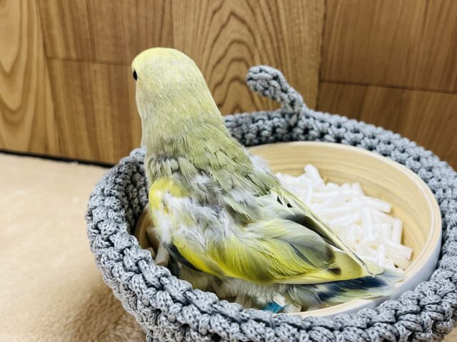 コザクラインコ（小桜インコ）