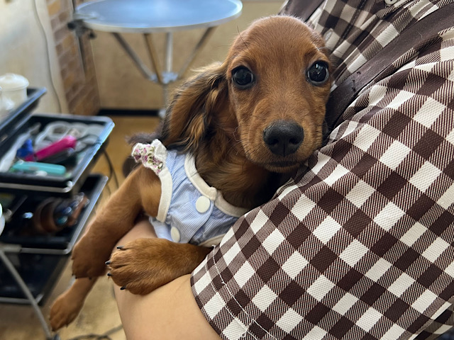 スタンダードダックス