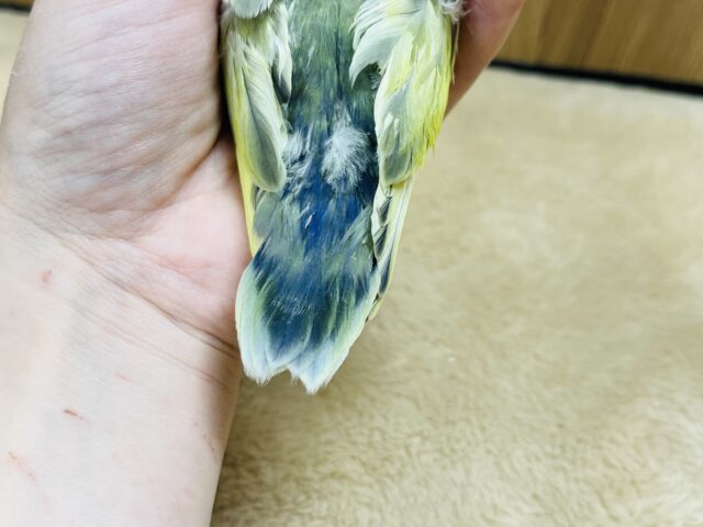 コザクラインコ（小桜インコ）