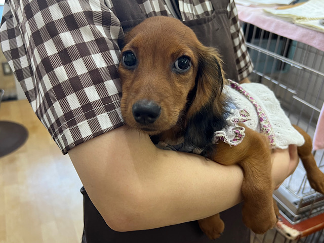 スタンダードダックス