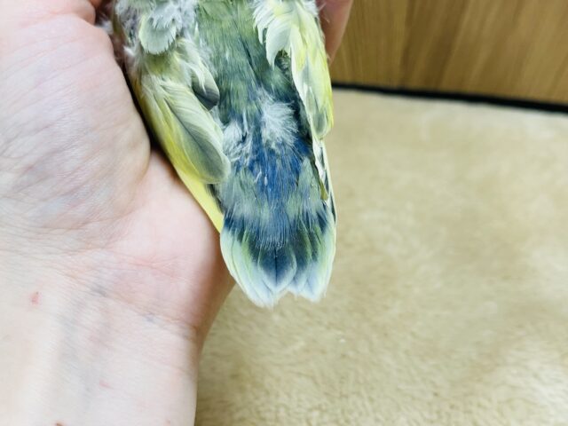 コザクラインコ（小桜インコ）