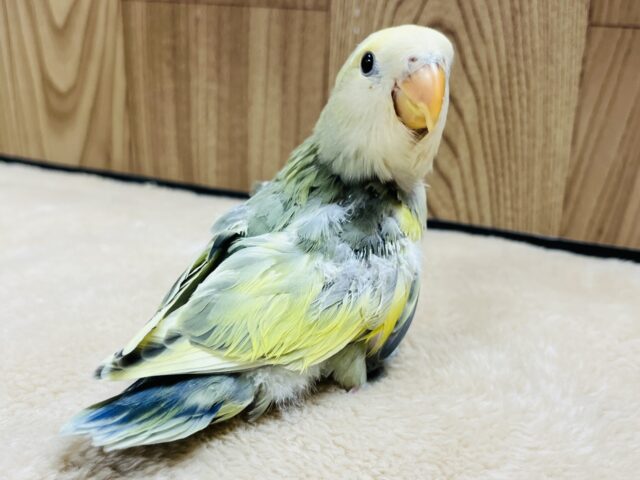 コザクラインコ（小桜インコ）