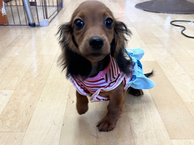 スタンダードダックス