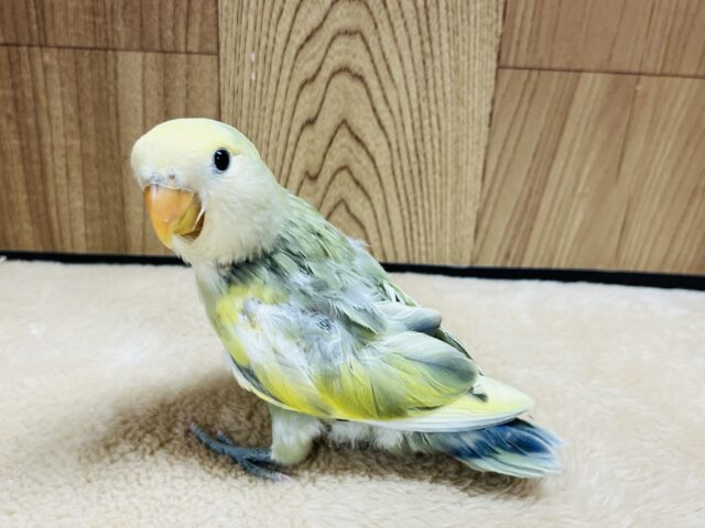 コザクラインコ（小桜インコ）