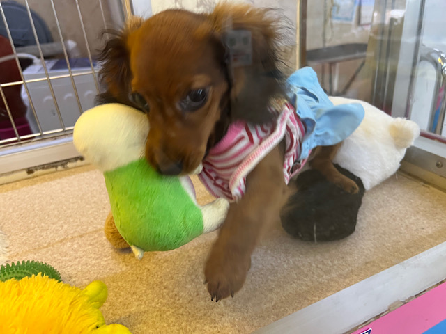 スタンダードダックス