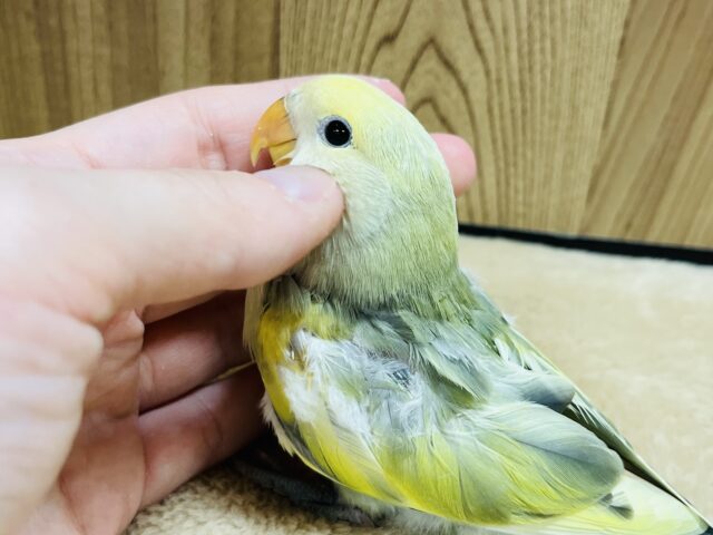 コザクラインコ（小桜インコ）