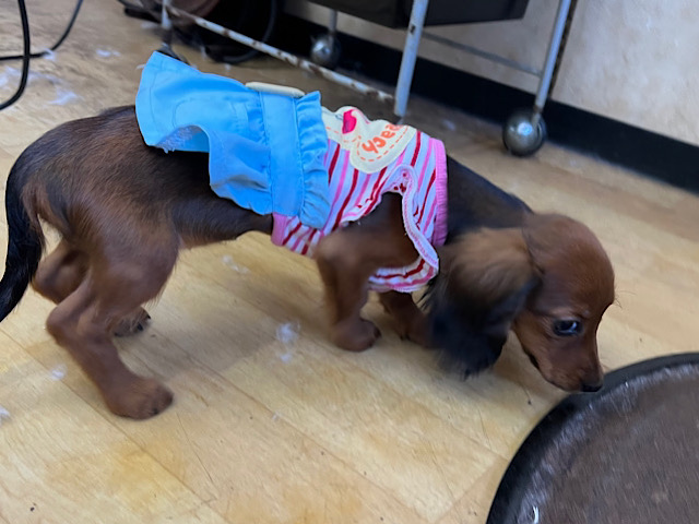 スタンダードダックス