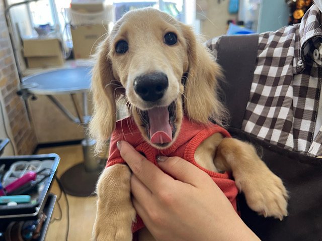 ミニチュアダックス