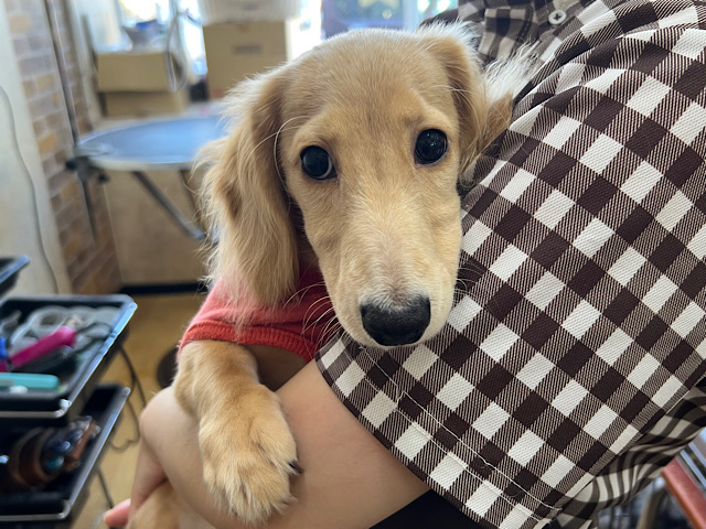 ミニチュアダックス