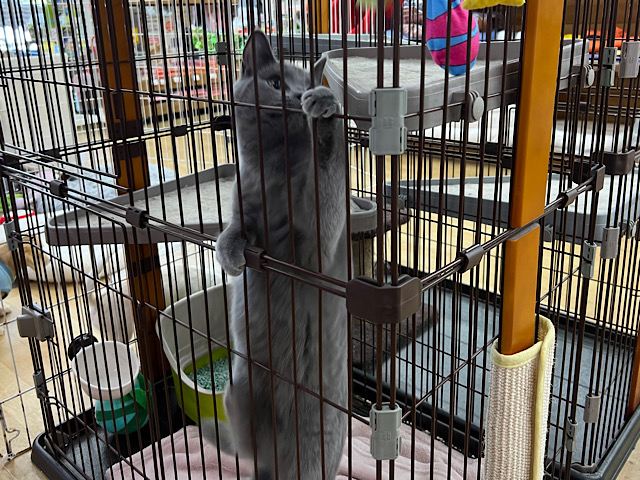 シャルトリュー