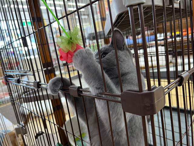 シャルトリュー