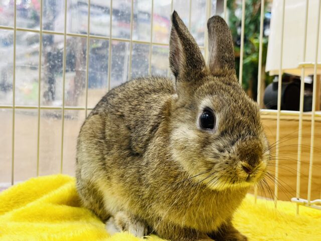 ネザーランドドワーフ