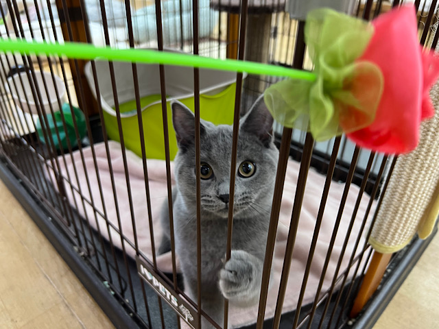 シャルトリュー