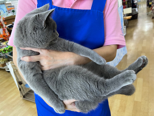 シャルトリュー