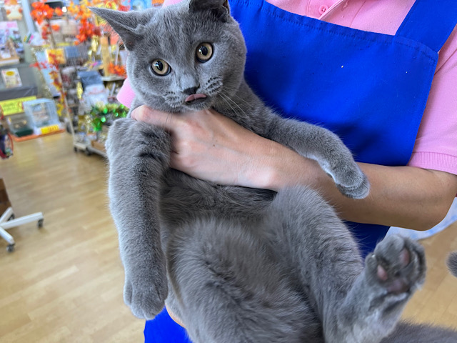 シャルトリュー