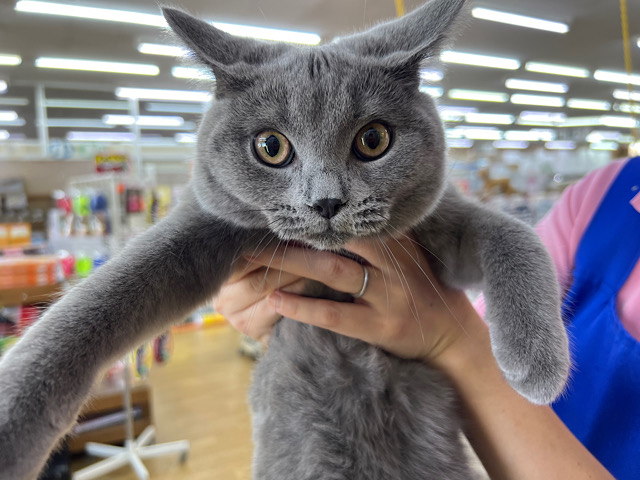 シャルトリュー