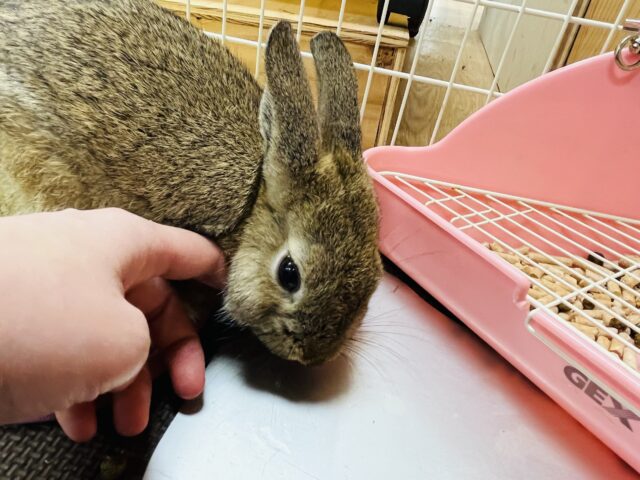 ネザーランドドワーフ