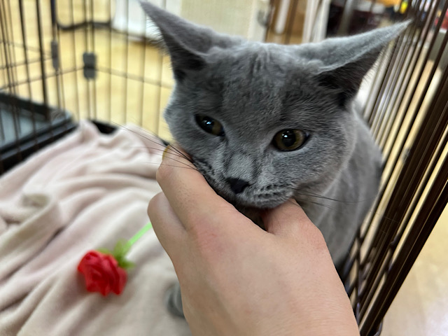 シャルトリュー