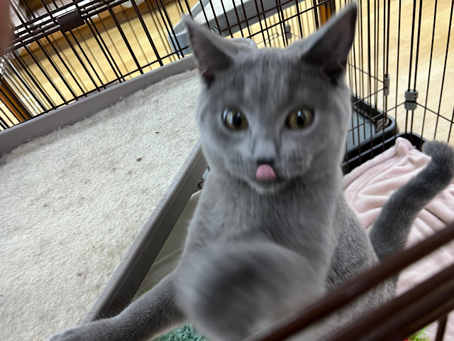 シャルトリュー