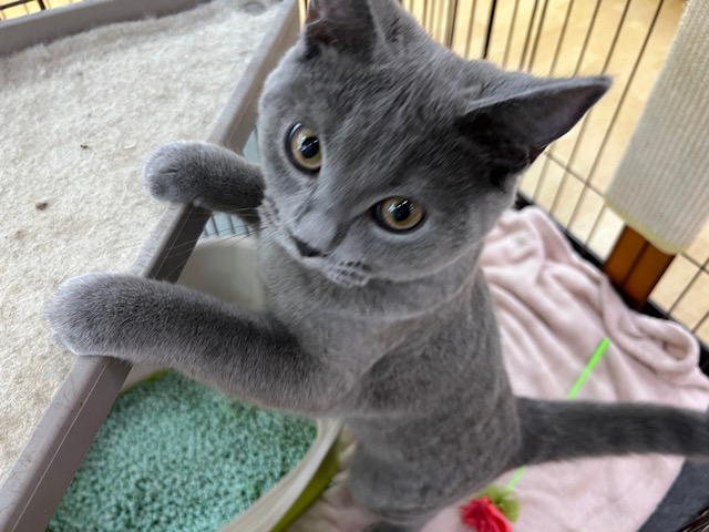 シャルトリュー