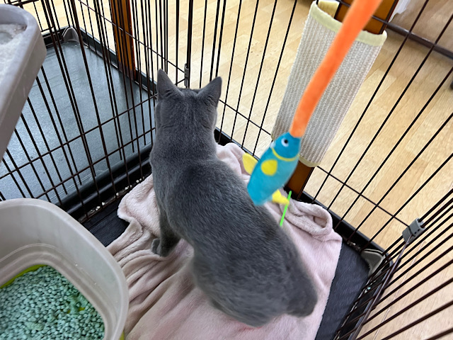 シャルトリュー