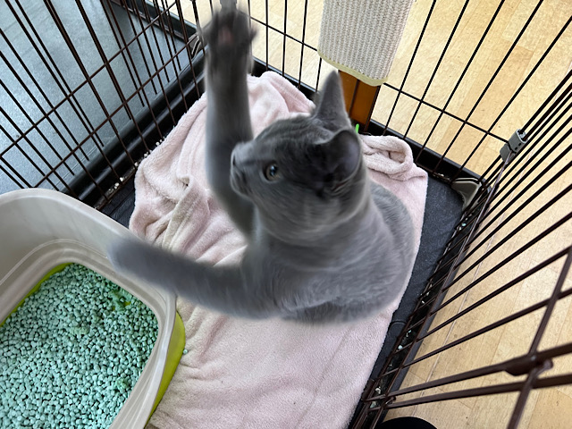 シャルトリュー