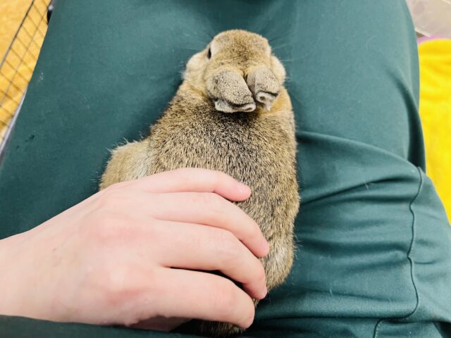 ネザーランドドワーフ