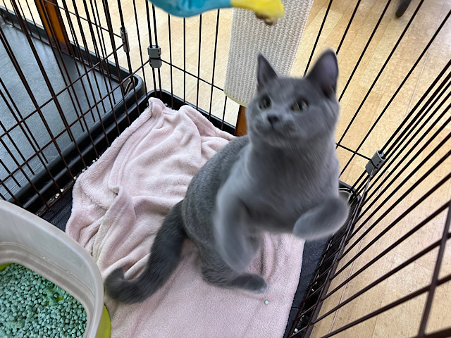 シャルトリュー