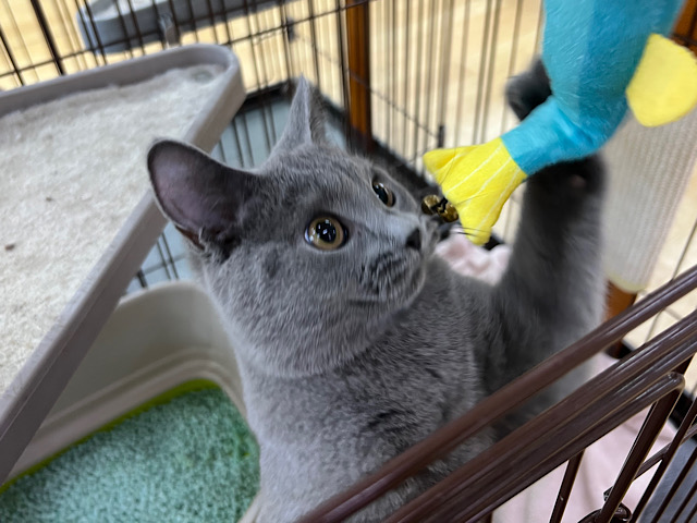 シャルトリュー