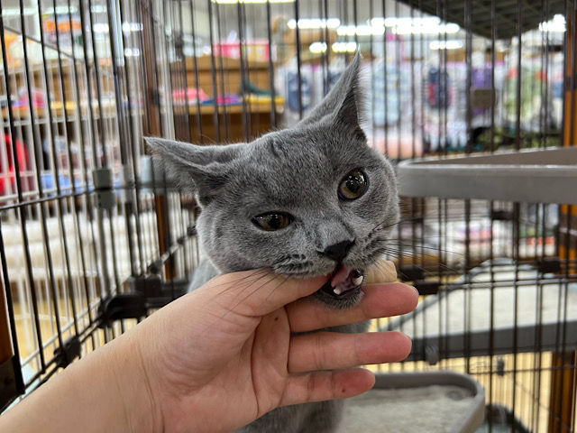 シャルトリュー