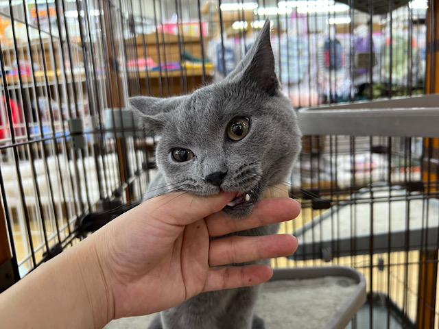 シャルトリュー