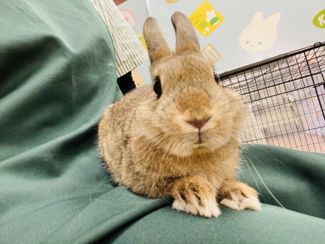 ネザーランドドワーフ